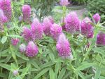 Photo Garden Flowers Red Feathered Clover, Ornamental Clover, Red Trefoil (Trifolium rubens), lilac