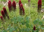 fotografie Gradina Flori Trifoi Cu Pene Roșii, Trifoi Ornamental, Trifoi Roșu (Trifolium rubens), burgundia