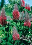 Bilde Hage blomster Rød Fjærkledde Kløver, Pryd Kløver, Red Trefoil (Trifolium rubens), rød