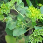 Thoroughwax Rotundifolia