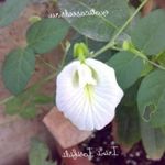 フォト 庭の花 チョウマメ (Clitoria ternatea), ホワイト