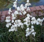 Фото Садовые Цветы Пушица (Eriophorum), белый