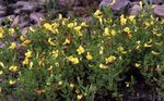 Photo Garden Flowers Hedge hyssop (Gratiola officinalis), yellow