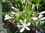 Foto Have Blomster Lilje Af Nilen, Afrikanske Lilje (Agapanthus africanus), hvid
