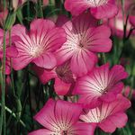 fotografie Záhradné kvety Kukurica Vráska (Agrostemma githago), ružová