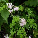Photo Garden Flowers Allegheny Vine, Climbing Fumitory, Mountain Fringe (Adlumia fungosa), pink