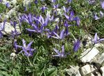 Foto Gartenblumen Asyneuma , blau