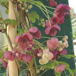 სურათი ბაღის ყვავილები ხუთი ფოთოლი Akebia, შოკოლადის ვაზის (Akebia quinata), შინდისფერი