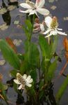 fénykép Kerti Virágok Yerba Mansa, Hamis Szellőrózsa, Gyík Farka (Anemopsis californica), fehér