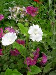 fotografie Záhradné kvety Snowcup, Popchol Anóda, Divoký Bavlna (Anoda cristata), biely