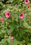 foto I fiori da giardino Snowcup, Anoda Speronato, Cotone Selvaggio (Anoda cristata), rosa