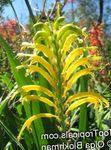 Foto Gartenblumen Wimpel, Afrikanische Cornflag, Kobralilie (Chasmanthe (Antholyza)), gelb