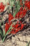foto Flor Babuíno (Babiana, Gladiolus strictus, Ixia plicata), vermelho