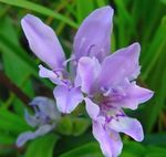Fil Babian Blomma (Babiana, Gladiolus strictus, Ixia plicata), ljusblå