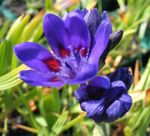 Foto Flor Babuino (Babiana, Gladiolus strictus, Ixia plicata), azul