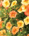 Nuotrauka Sodo Gėlės Calibrachoa, Mln Varpai , oranžinis