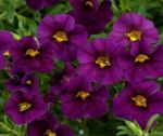 Photo Garden Flowers Calibrachoa, Million Bells , purple