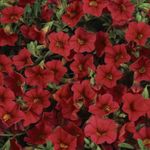 fotografie Zahradní květiny Calibrachoa, Milion Zvonky , červená