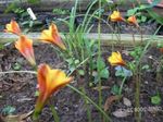 Foto Flores de jardín Lirio Lluvia (Habranthus), naranja