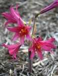 照 园林花卉 Oxblood百合，百合校舍 (Rhodophiala), 粉红色