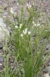 Foto Gartenblumen Falsche Knoblauch (Nothoscordum), weiß