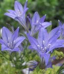 照 园林花卉 草螺母，ithuriel的长矛，沃利篮 (Brodiaea laxa, Triteleia laxa), 浅蓝