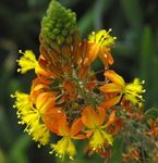 foto Flores do Jardim Bulbine, Bulbinella, Queimar Planta Geléia, Perseguido Bulbine, Laranja Bulbine , laranja