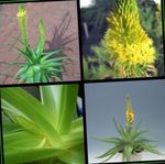 Foto Gartenblumen Bulbine, Bulbinella, Brennen Gelee Pflanze, Gestielt Bulbine, Orange Bulbine , gelb