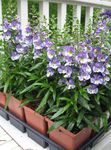 fotografie Záhradné kvety Angelonia Serena, Letná Snapdragon (Angelonia angustifolia), modrá