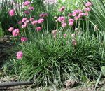 Фото Садовые Цветы Армерия приморская (Armeria), розовый