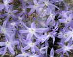 Фото Садовые Цветы Левкокорина (Leucocoryne), голубой