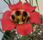 fotografie Záhradné kvety Romulea , červená