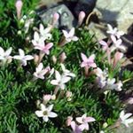 Foto Gartenblumen Asperula , rosa