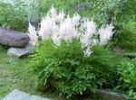 foto I fiori da giardino Astilbe, La Barba Falso Di Capra, Fanal , bianco