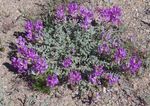 kuva Puutarhakukat Astragalus , violetti