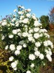 Foto Flores de jardín Aster , blanco