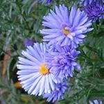 Foto Vrtne Cvjetovi Astra (Aster), svijetlo plava