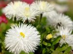 fotografija Vrtno Cvetje New England Aster (Aster novae-angliae), bela