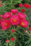 φωτογραφία Λουλούδια κήπου Νέας Αγγλίας Aster (Aster novae-angliae), κόκκινος