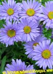 foto Flores do Jardim Aster Alpino (Aster alpinus), luz azul