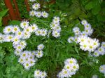 снимка Градински цветове Алпийски Астер (Aster alpinus), бял