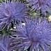 Foto Dārza Ziedi China Aster (Callistephus chinensis), zils