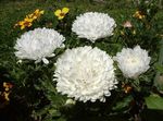 Photo les fleurs du jardin China Aster (Callistephus chinensis), blanc