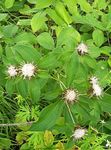 Bilde Hage blomster Jade Treet (Atractylodes ovata), hvit
