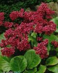 foto I fiori da giardino Bergenia , rosso