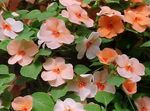 fotografija Vrtno Cvetje Potrpežljivost Rastlina, Balzam, Dragulj Plevela, Zaposlen Lizzie (Impatiens), oranžna