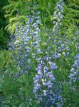 fotografie Záhradné kvety False Indigo (Baptisia), modrá