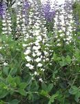 foto Flores do Jardim False Indigo (Baptisia), branco