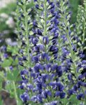 Foto Gartenblumen Falsche Indigo (Baptisia), blau
