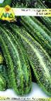 foto Le zucchine la cultivar Tapir